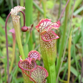 Sarracenia Leucophylla - SE-N.America