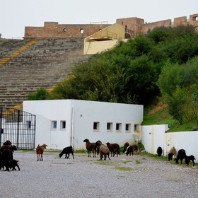 У древнего амфитеатра с овцами - Бизерта, Тунис
