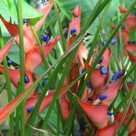 Heliconia stricta - Dwarf Jamaican - Musaceae - Берлинский ботанический сад