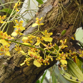 Oncidium Sphacelatum - Cuba, Venesuela - Orchidaceoe