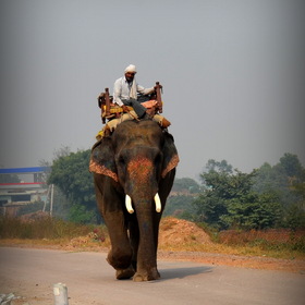 Серия Индия - Слон на дороге в Агру