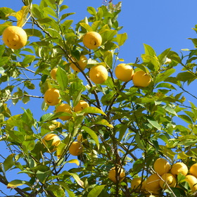 Солнечные лимоны Аугусты